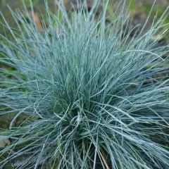 FESTUCA glauca 'Azurit' - Fétuque