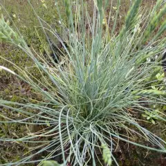 FESTUCA glauca 'Eisvogel' - Fétuque