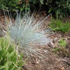 FESTUCA glauca 'Eisvogel' - Fétuque