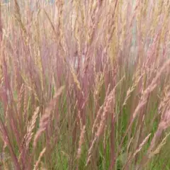 FESTUCA 'Walberla' - Fétuque