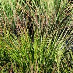 FESTUCA 'Walberla' - Fétuque