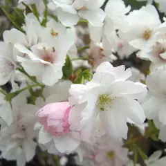 PRUNUS serrulata 'Amanogawa' - Ceriser du Japon colonnaire, cerisier du Japon