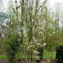 PRUNUS serrulata 'Amanogawa' - Ceriser du Japon colonnaire, cerisier du Japon