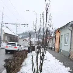 PRUNUS serrulata 'Amanogawa' - PRUNUS serrulata 'Amanogawa'