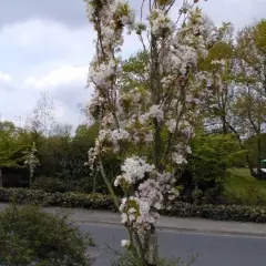 PRUNUS serrulata 'Amanogawa' - Ceriser du Japon colonnaire, cerisier du Japon