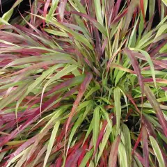 HAKONECHLOA macra 'Beni-Kaze' - Graminée, Herbe du Japon