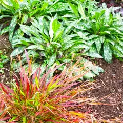 HAKONECHLOA macra 'Beni-Kaze' - Graminée, Herbe du Japon