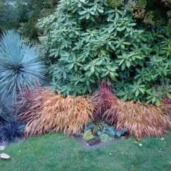 HAKONECHLOA macra 'Beni-Kaze' - Graminée, Herbe du Japon