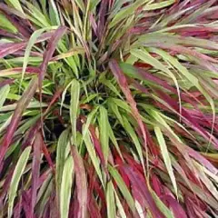 HAKONECHLOA macra 'Naomi'® - Graminée, Herbe du Japon