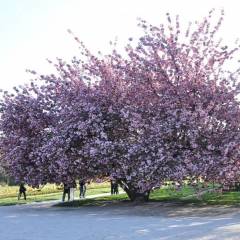 PRUNUS serrulata 'Kanzan' - Cerisier à fleurs du Japon