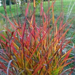 MISCANTHUS sinensis 'Afrika' - Graminée, Eulalie