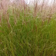 MISCANTHUS sinensis 'Autumn Light' - Graminée, Eulalie