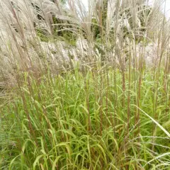 MISCANTHUS sinensis 'Blütenwonder' - Graminée, Eulalie