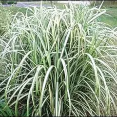 MISCANTHUS sinensis 'Cabaret' - Graminée, Eulalie