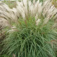 MISCANTHUS sinensis 'China' - Graminée, Eulalie