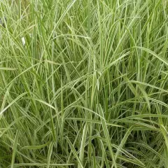 MISCANTHUS sinensis 'Cosmopolitan'