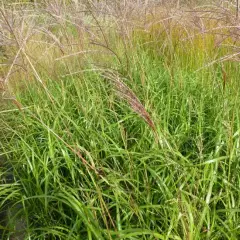 MISCANTHUS sinensis 'Emmanuel Lepage' - Graminée, Eulalie