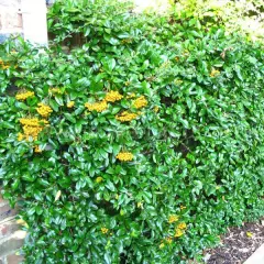 PYRACANTHA 'Golden Charmer' - Buisson ardent, plante de haie