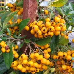 PYRACANTHA 'Golden Charmer' - Buisson ardent, plante de haie