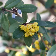 BERBERIS julianae - Epine vinette