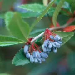 BERBERIS julianae - Epine vinette