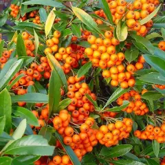 PYRACANTHA 'Orange Glow' - Buisson ardent, plante de haie