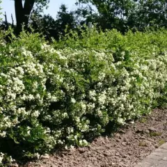 PYRACANTHA 'Orange Glow' - Buisson ardent, plante de haie