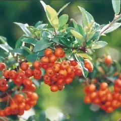 PYRACANTHA 'Orange Glow' - Buisson ardent, plante de haie