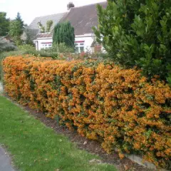 PYRACANTHA 'Orange Glow' - Buisson ardent 'Orange Glow'