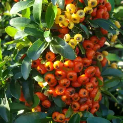 PYRACANTHA 'Orange Glow' - Buisson ardent, plante de haie