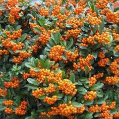 PYRACANTHA 'Orange Charmer' - Buisson ardent 'Orange Charmer'