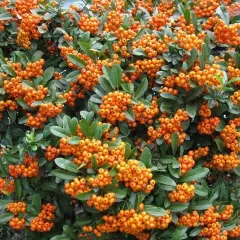 PYRACANTHA 'Orange Charmer' - Buisson ardent, plante de haie