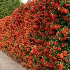 PYRACANTHA 'Orange Charmer' - Buisson ardent, plante de haie