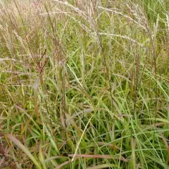 MISCANTHUS sinensis 'Ghana'