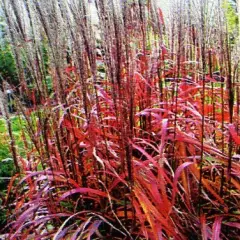 MISCANTHUS sinensis 'Ghana'