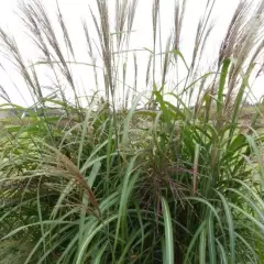 MISCANTHUS sinensis 'Goliath'