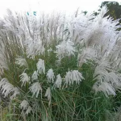 MISCANTHUS sinensis 'Grosse Fontäne'