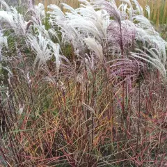 MISCANTHUS sinensis 'Kaskade' - Graminée, Eulalie