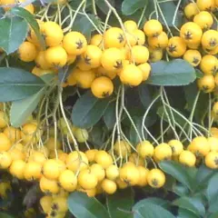 PYRACANTHA 'Soleil D'or' - Buisson ardent, plante de haie