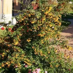 PYRACANTHA 'Soleil D'or' - Buisson ardent, plante de haie