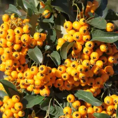 PYRACANTHA 'Soleil D'or' - Buisson ardent, plante de haie