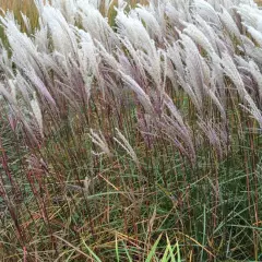 MISCANTHUS sinensis 'Nippon'