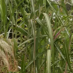 MISCANTHUS sinensis 'Roland' - Graminée, Eulalie