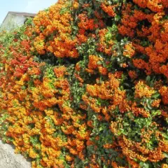 PYRACANTHA 'Teton' - Buisson Ardent, plante de haie