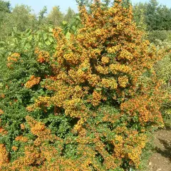 PYRACANTHA 'Teton' - Buisson Ardent, plante de haie