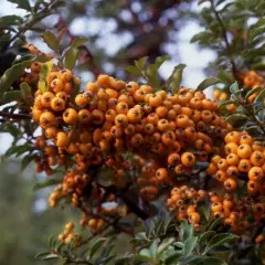 PYRACANTHA 'Teton' - Buisson Ardent, plante de haie