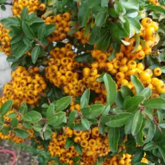 PYRACANTHA 'Teton' - Buisson Ardent, plante de haie