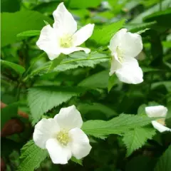 RHODOTYPOS scandens - RHODOTYPOS