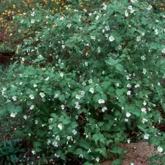 RHODOTYPOS scandens - RHODOTYPOS