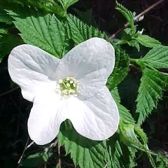 RHODOTYPOS scandens - RHODOTYPOS